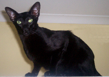 Cindylin Black Shadow